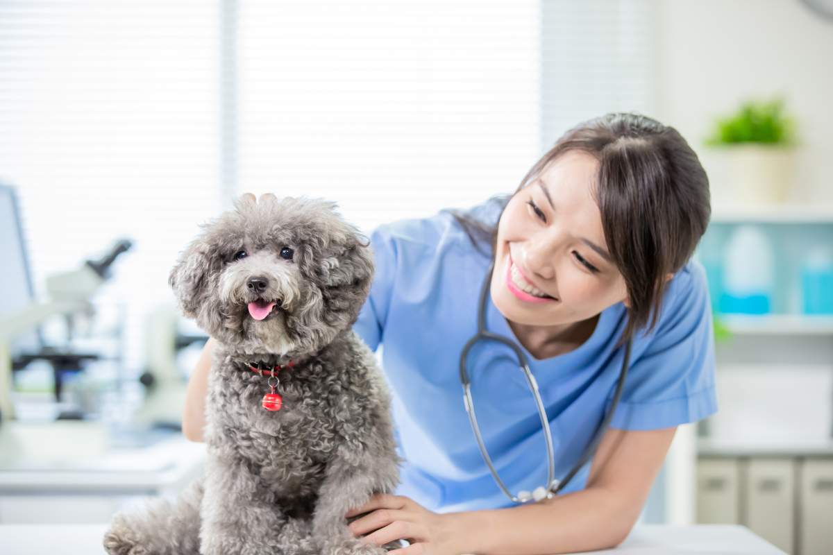 Veterinarian photo from Adobe Stock