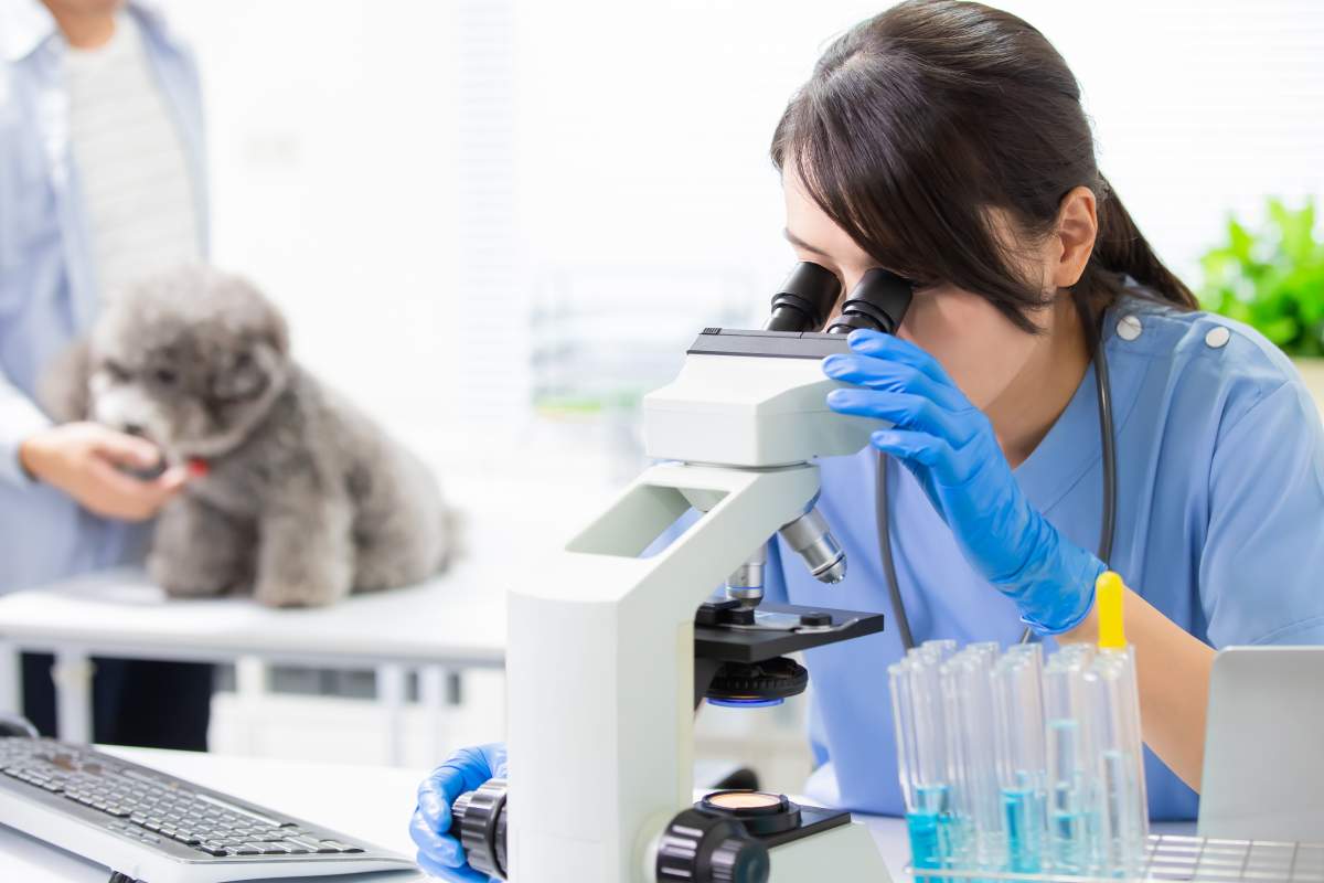 Veterinarian photo from Adobe Stock