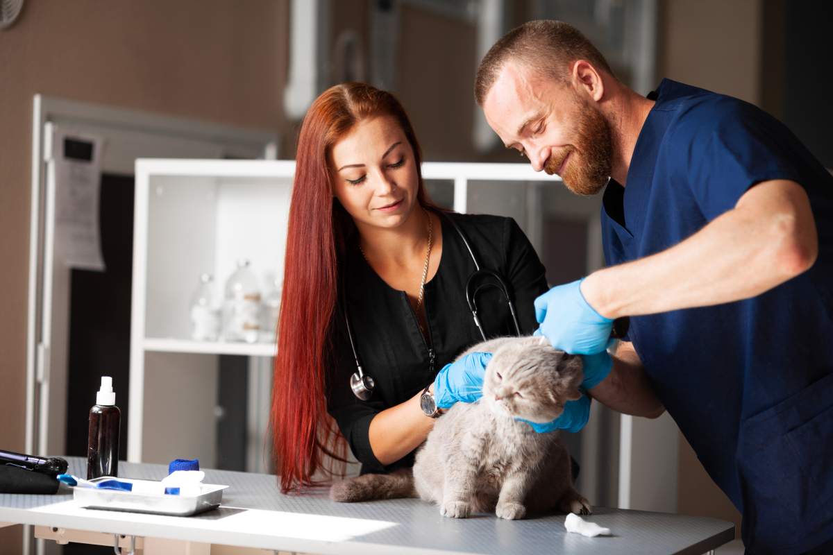 Veterinarian photo from Adobe Stock