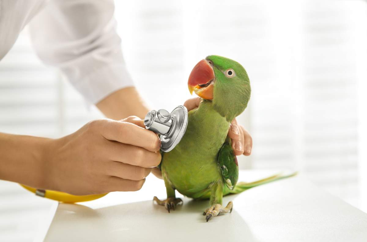 Veterinarian photo from Adobe Stock