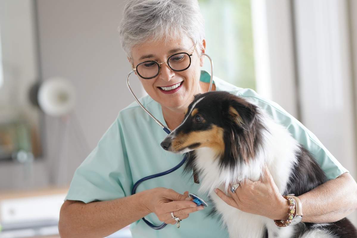 Veterinarian photo from Adobe Stock