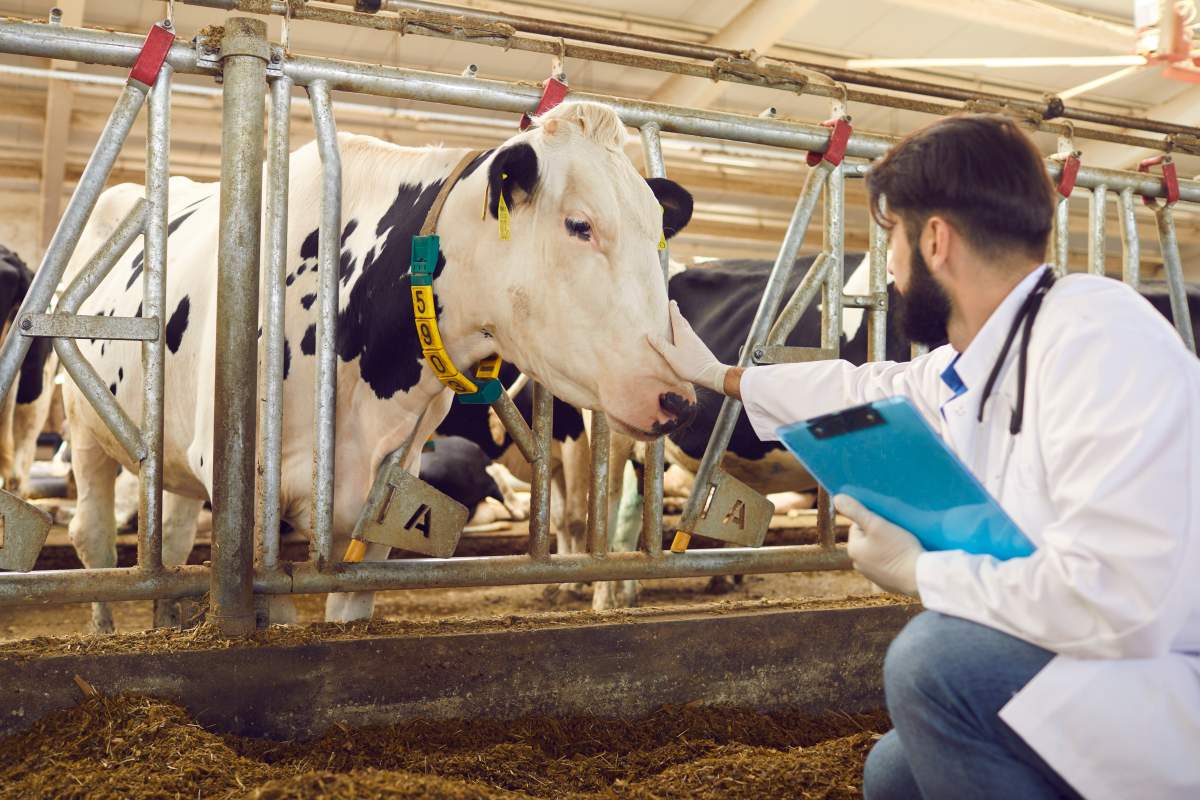 Veterinarian photo from Adobe Stock