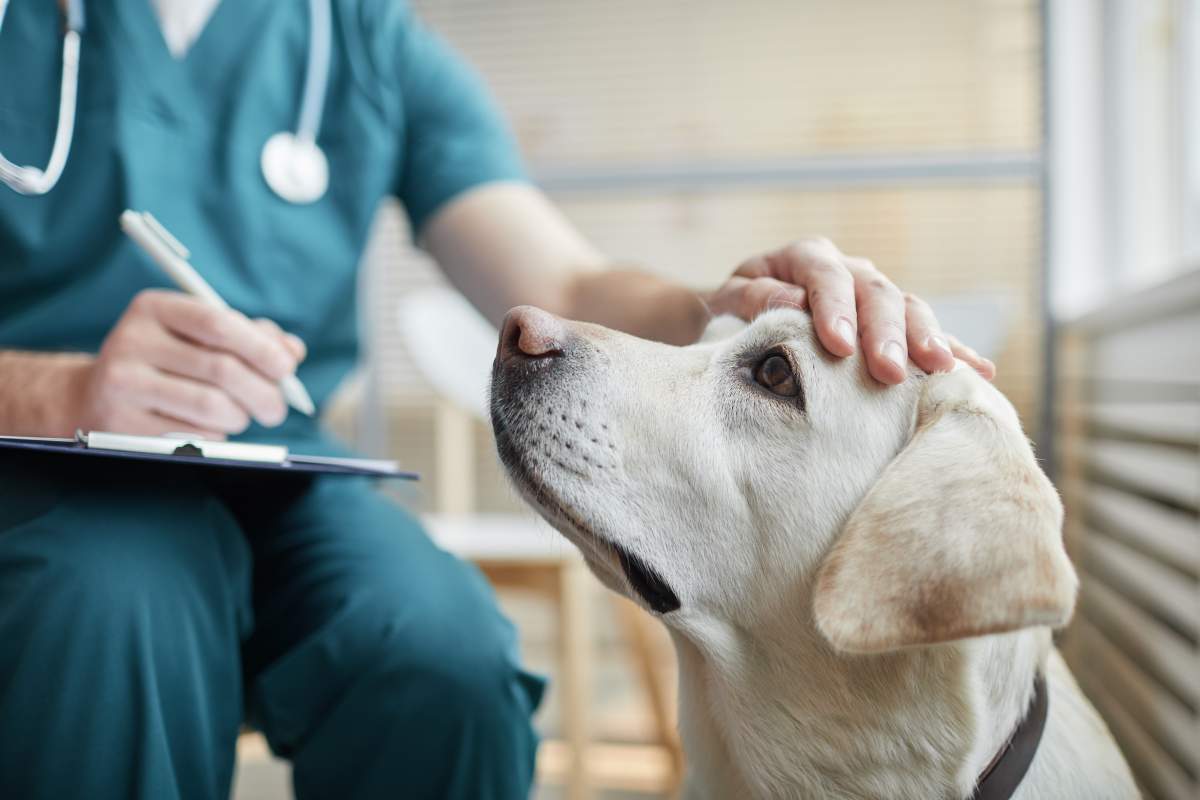 Veterinarian photo from Adobe Stock