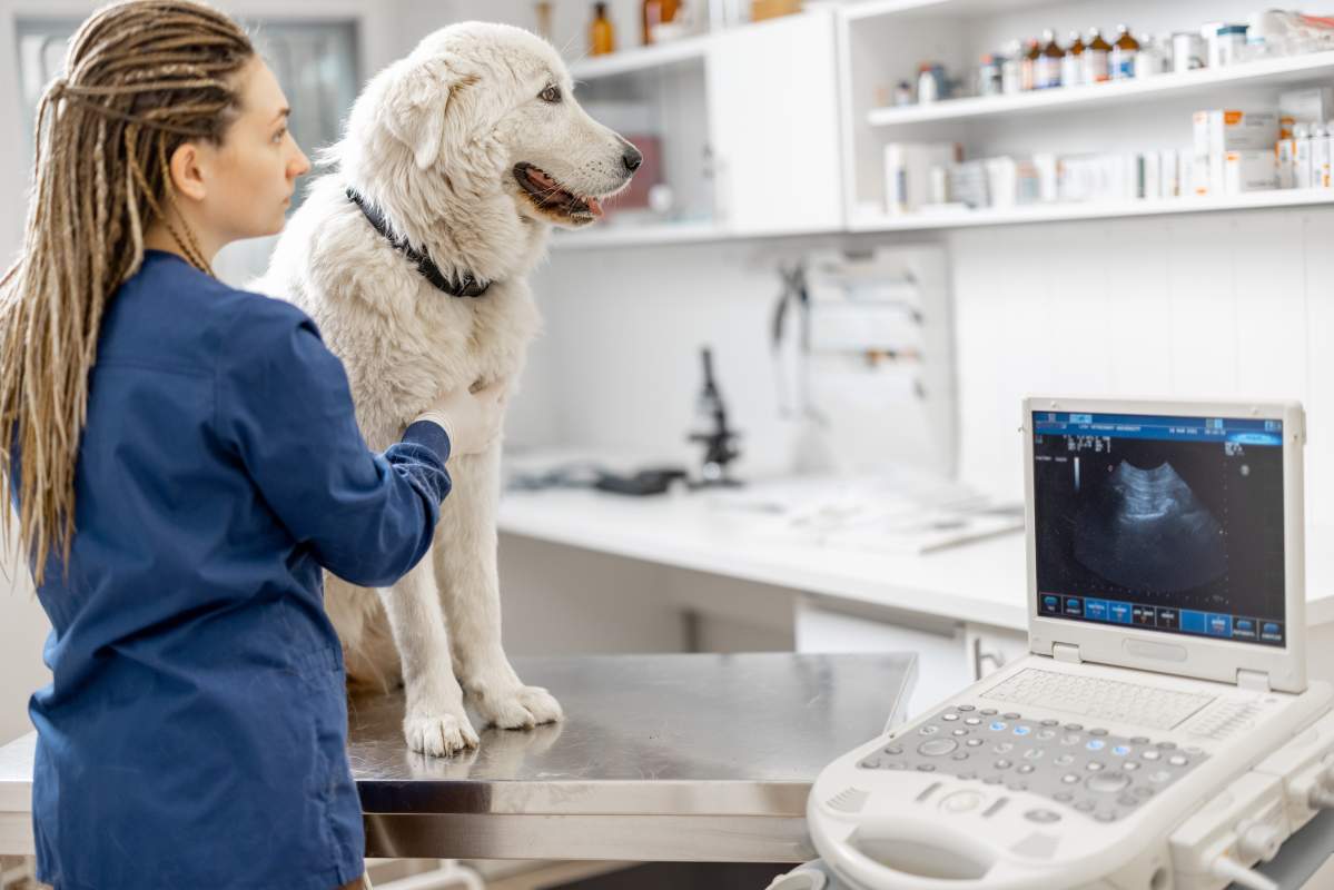 Veterinarian photo from Adobe Stock