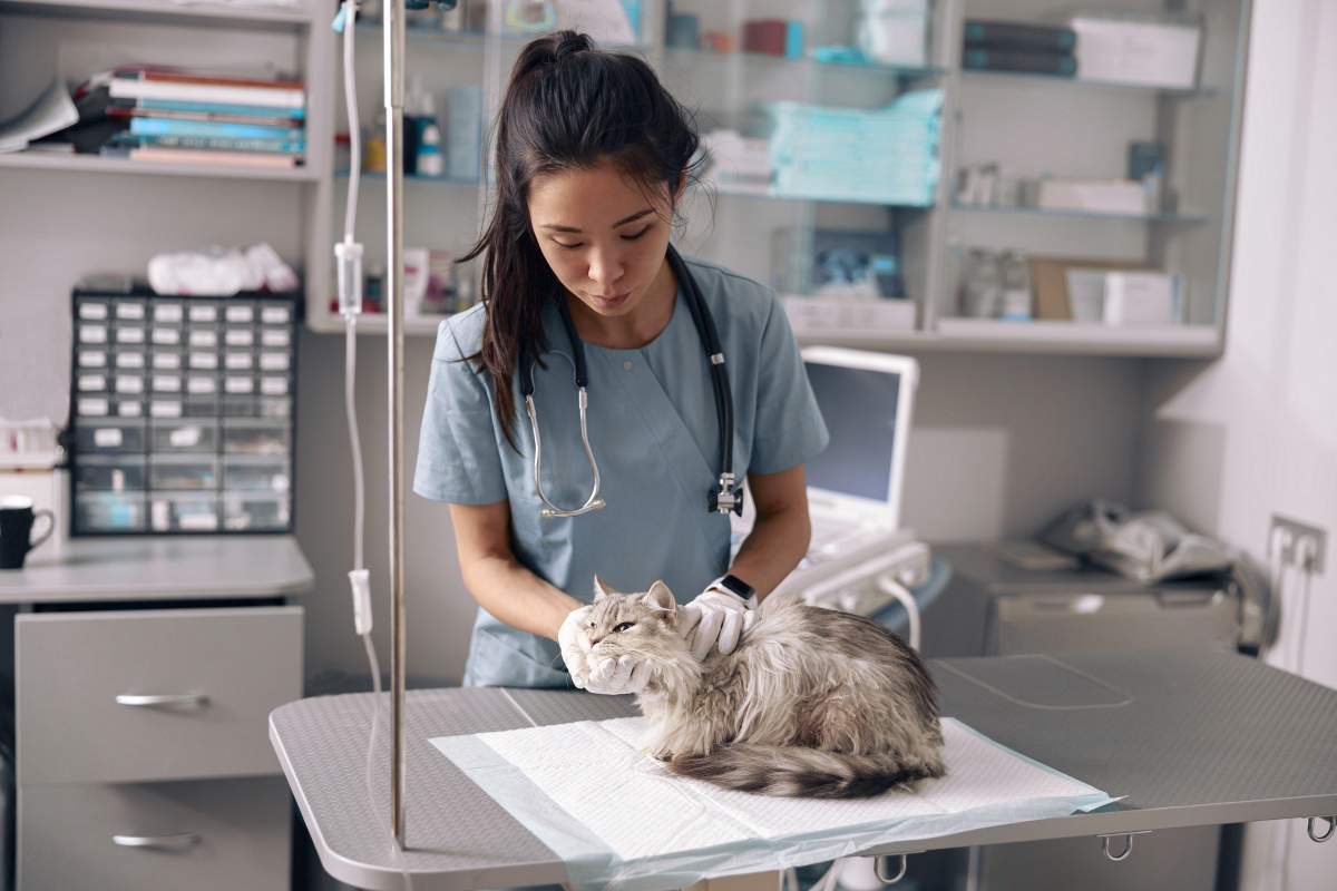 Veterinarian photo from Adobe Stock