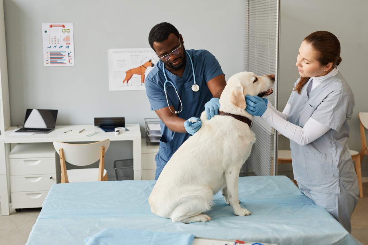 Veterinarian photo from Adobe Stock