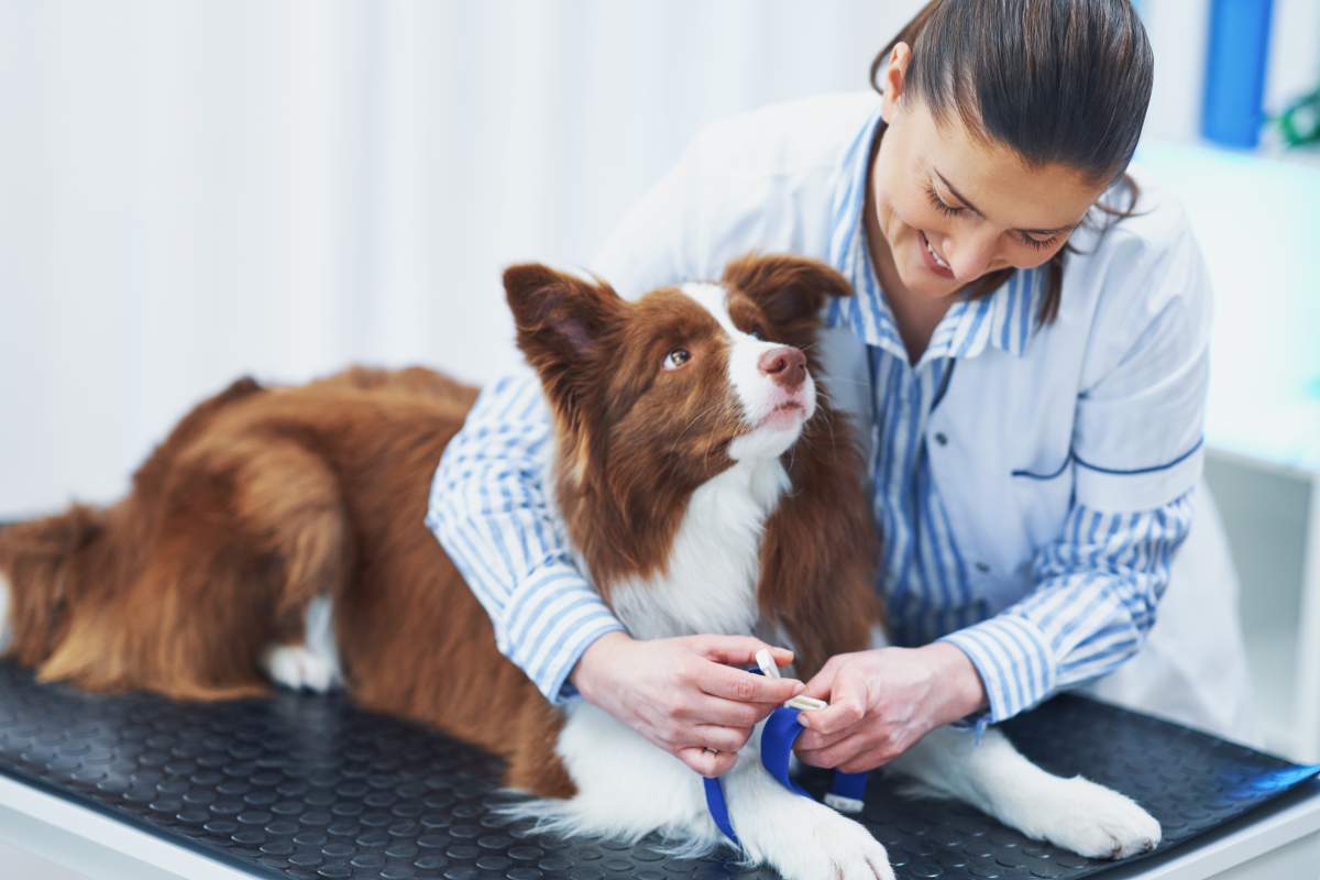 Veterinarian photo from Adobe Stock