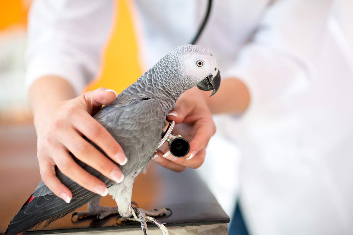 Veterinarian photo from Adobe Stock