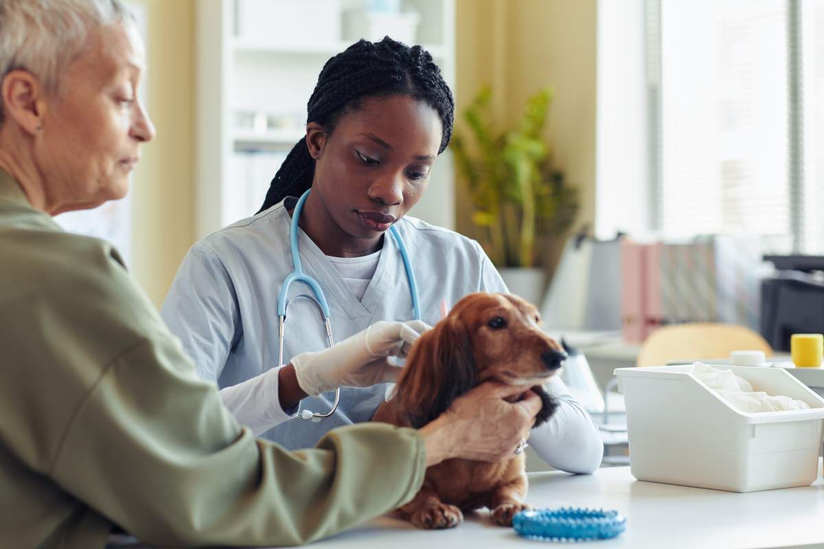 Veterinarian photo from Adobe Stock