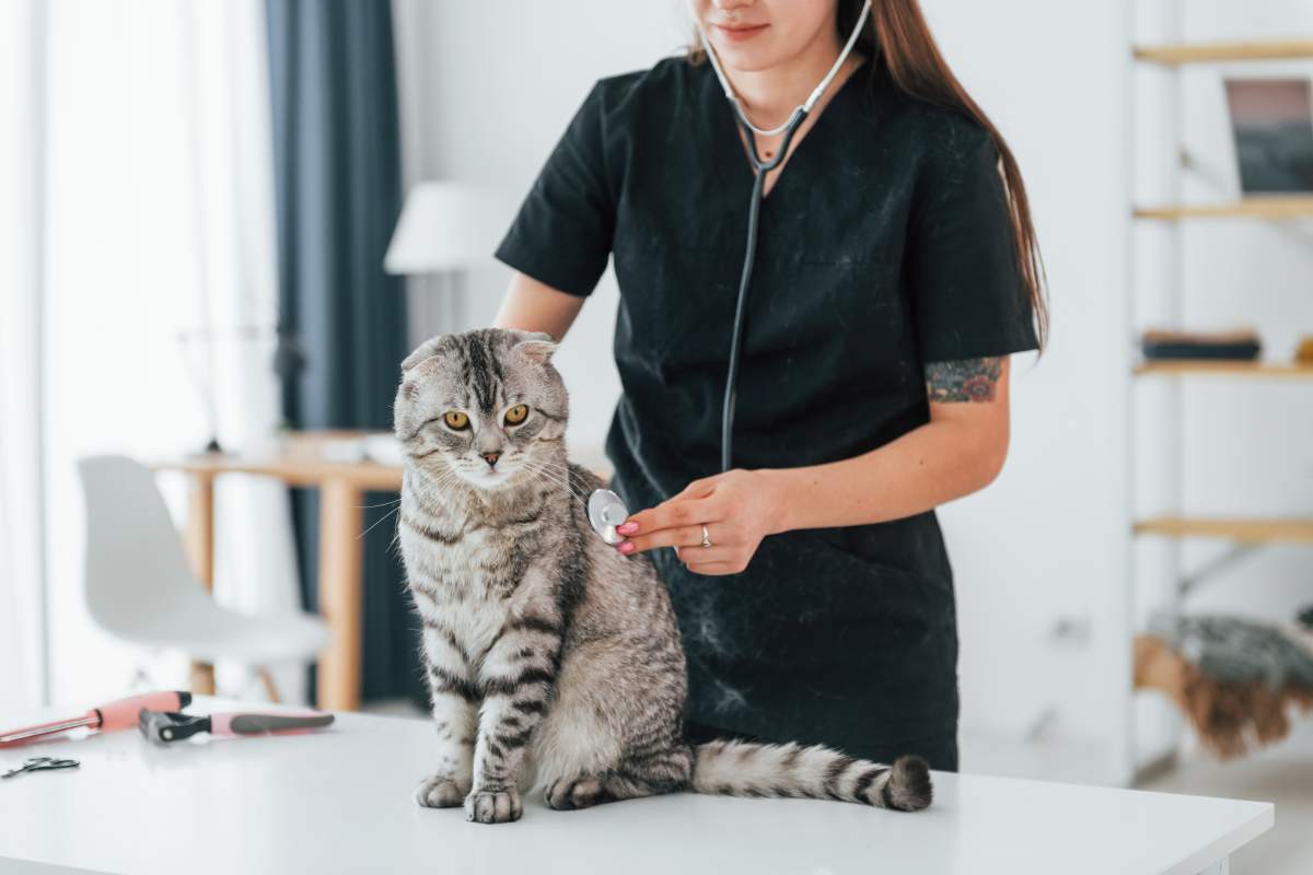 Veterinarian photo from Adobe Stock
