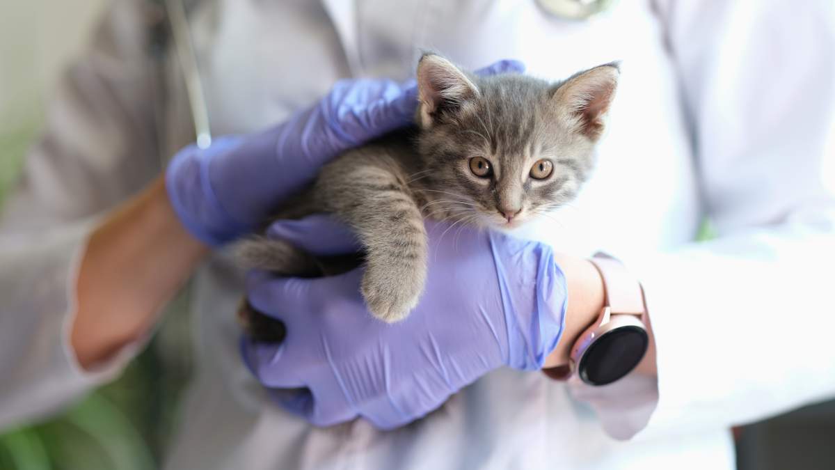 Veterinarian photo from Adobe Stock