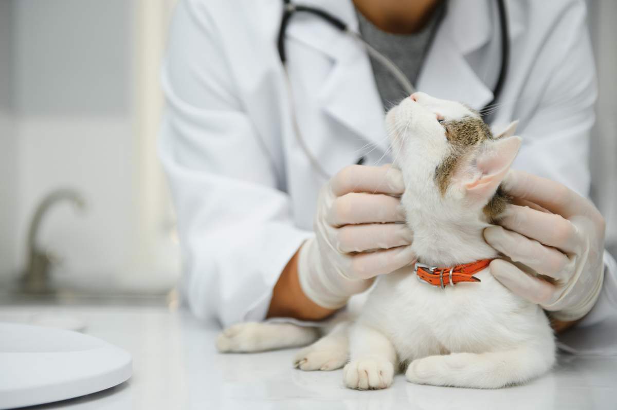 Veterinarian photo from Adobe Stock