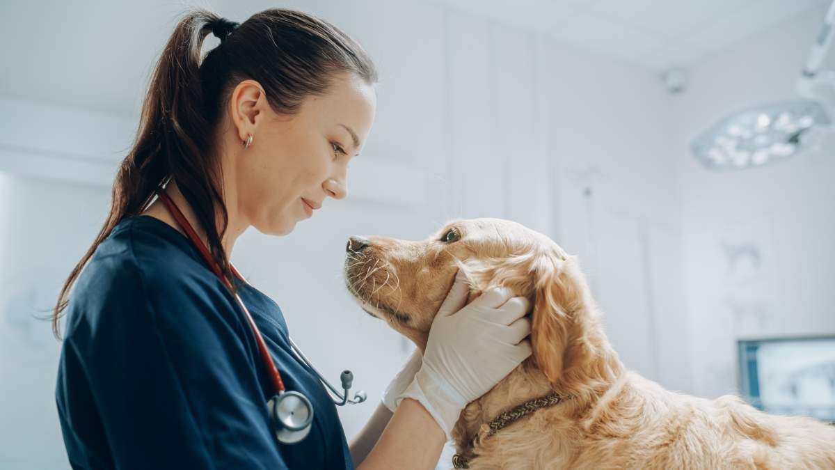 Veterinarian photo from Adobe Stock