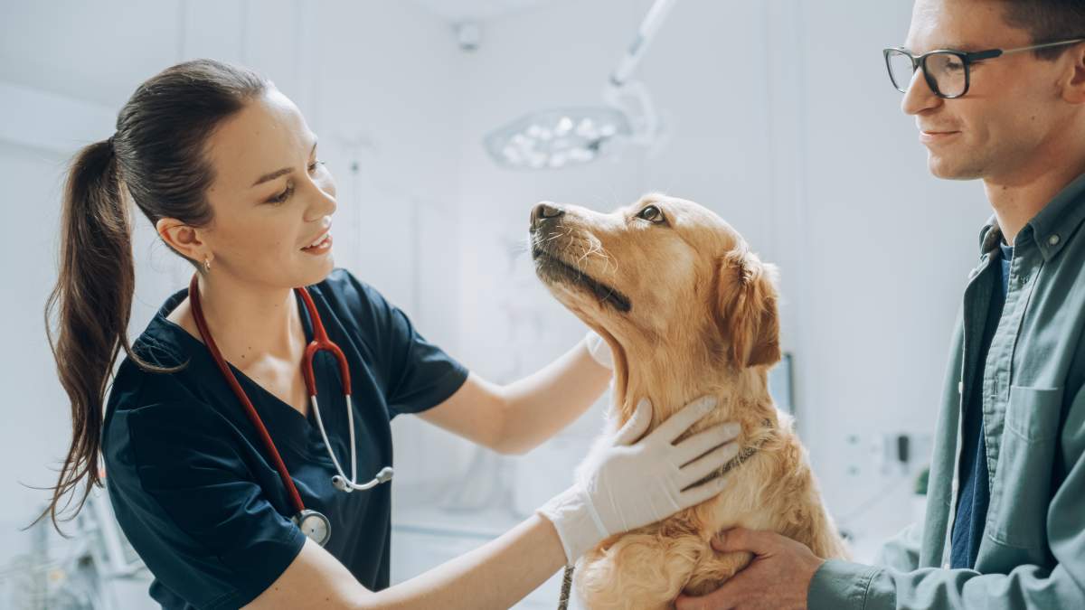 Veterinarian photo from Adobe Stock