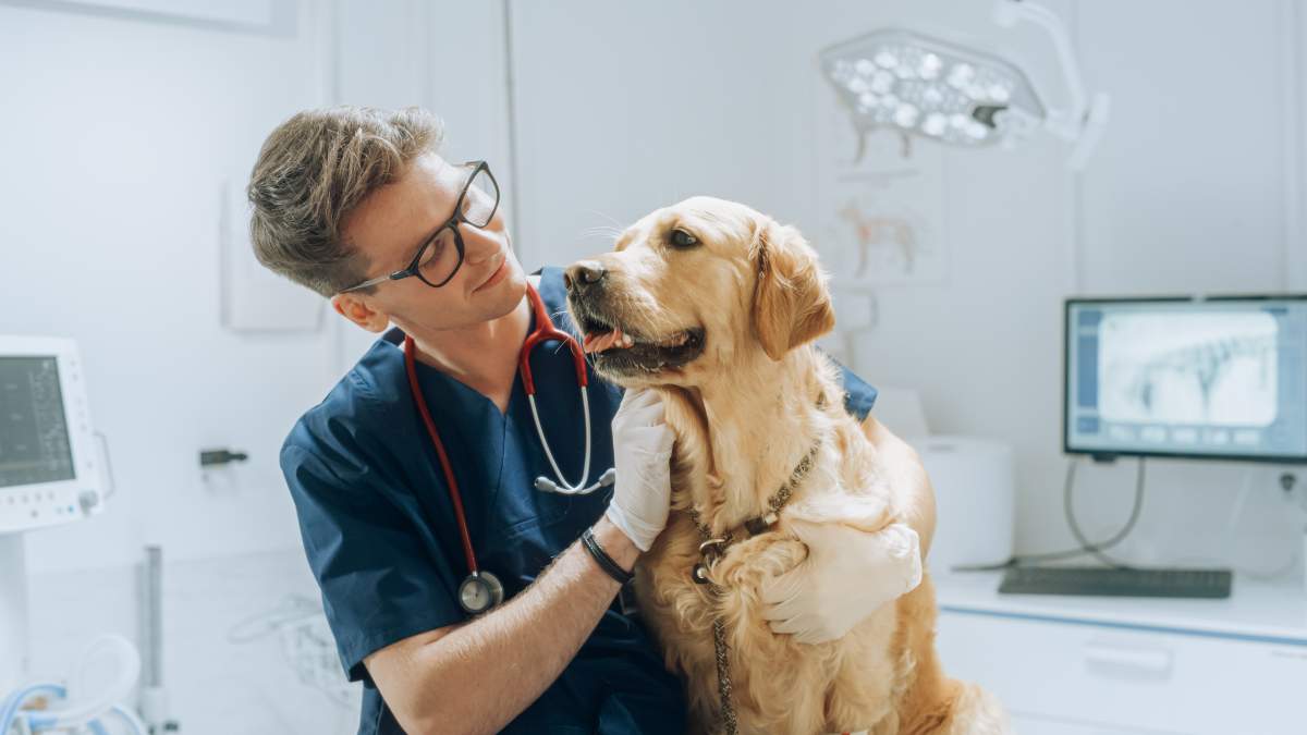 Veterinarian photo from Adobe Stock