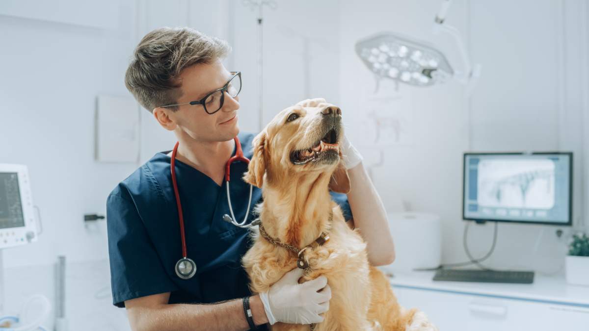 Veterinarian photo from Adobe Stock