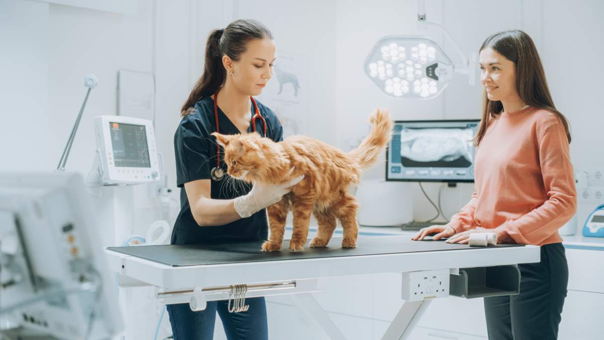 Veterinarian photo from Adobe Stock