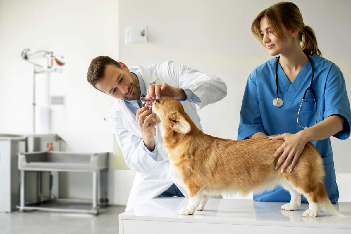 Veterinarian photo from Adobe Stock