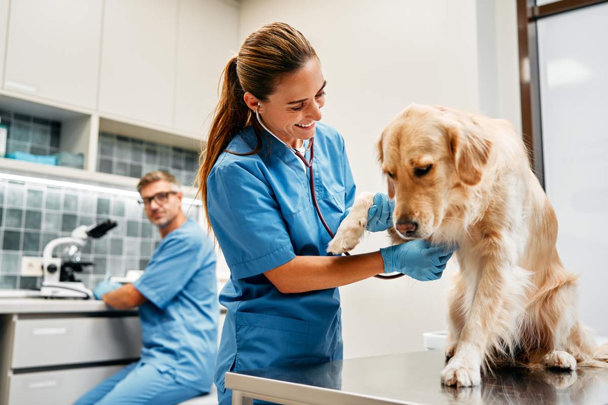 Veterinarian photo from Adobe Stock
